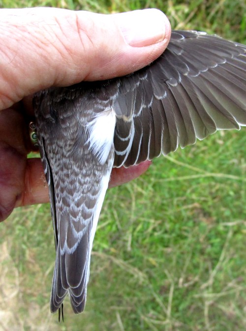IMG_6452 Sand Martin