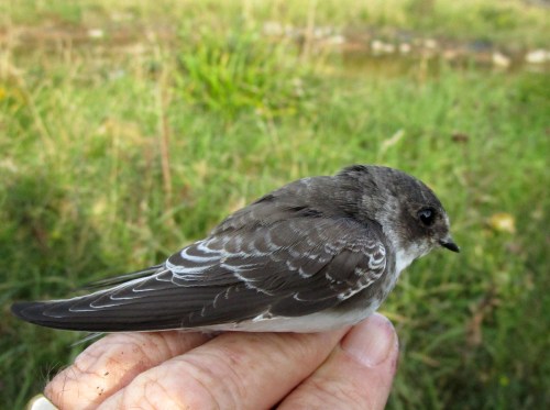 IMG_6453 Sand Martin