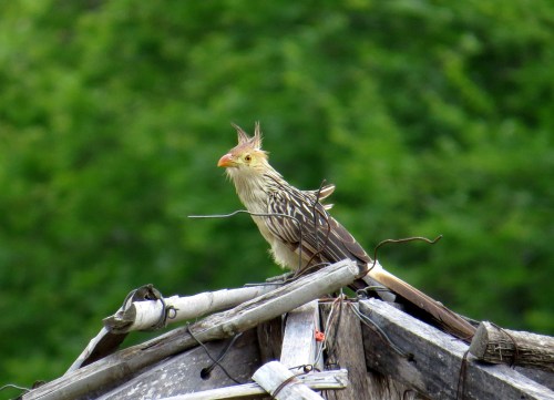 IMG_9185 Guira Cuckoo
