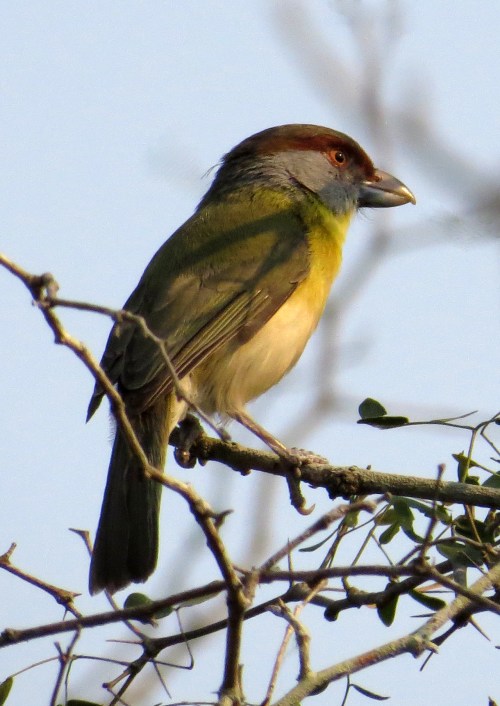 IMG_9268 RB Peppershrike