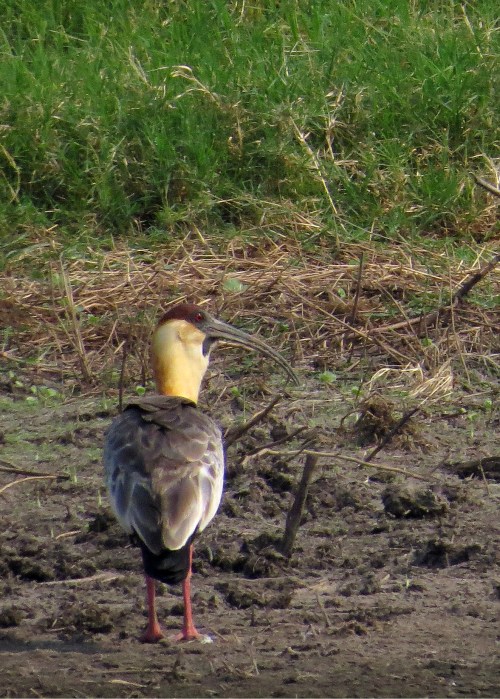 IMG_9277 Buff-necked Ibis