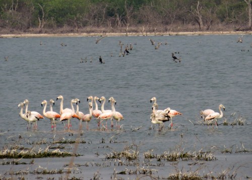 IMG_9330 Chilean Flamingos