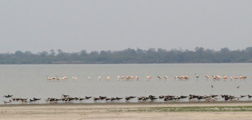 IMG_9345 Flamingos, Black Skimmer, LB Tern_edited-1