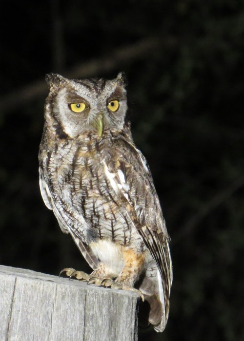 IMG_9388 Tropical Screech Owl