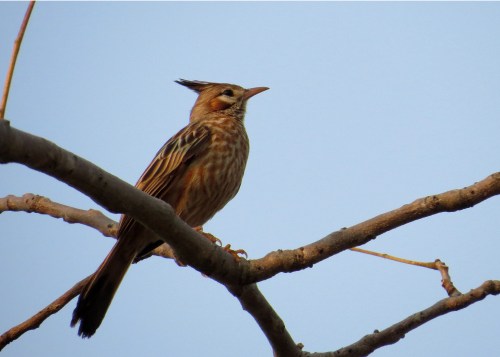 IMG_9399 Lark-like Bushrunner