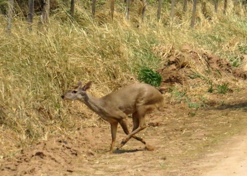 IMG_9428 Grey Brocket Deer