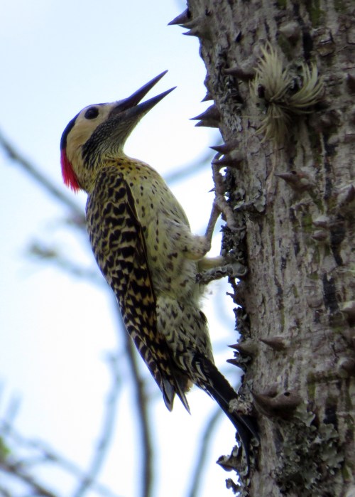 IMG_9547 Green-barred Pecker
