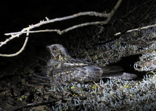 IMG_9564 Little Nightjar