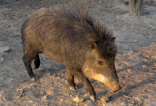 IMG_9744 White-lipped Peccary