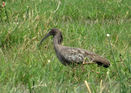 IMG_9862 Plumbeous Ibis