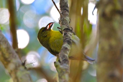 Akiapolaau Big Island Hawaii