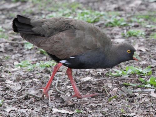 BT Native-hen Col Trainor Australia