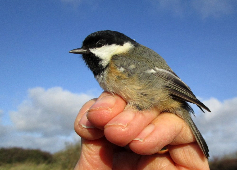 Coal Tit DCP
