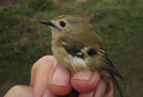 Goldcrest DCP