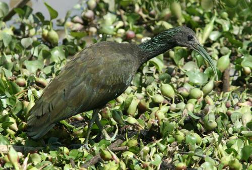 Green Ibis Aleix Comas Pantanal Brazil