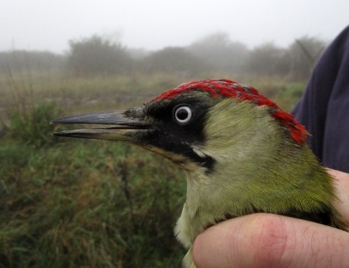 Green Woodpecker DCP