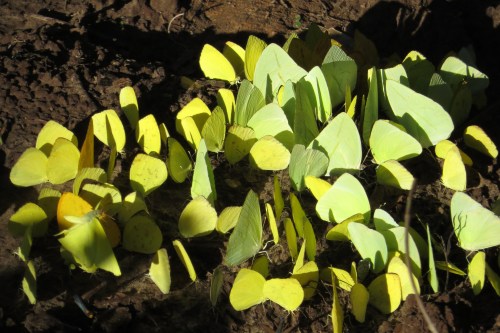 IMG_0667 butterflies