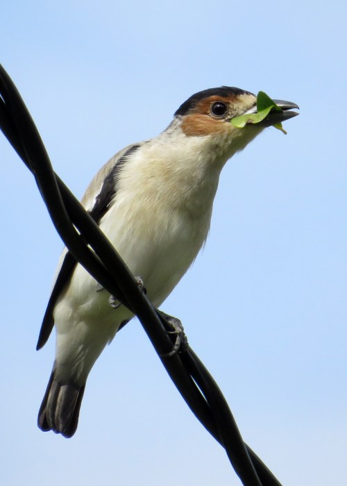 IMG_0697 BC Tityra f