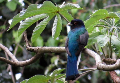 IMG_0714 Suracura Trogon