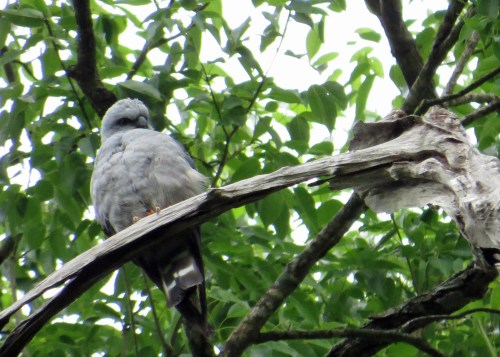 IMG_0718 PlumbeousKite