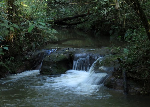 IMG_0892 forest stream