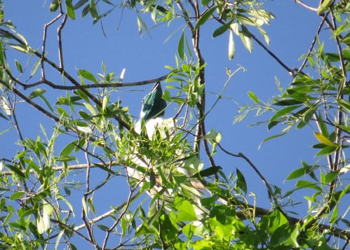 IMG_1003 Bare-throated Bellbird