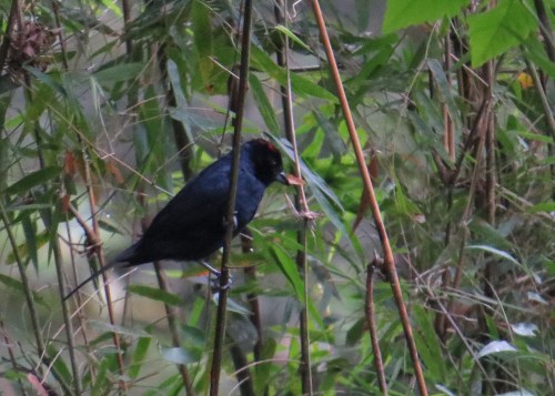 IMG_1035 Ruby-crowned Tanager