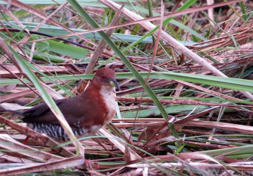 IMG_1076 Red & White Crake