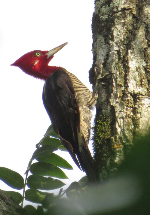 IMG_1100 Robust Pecker