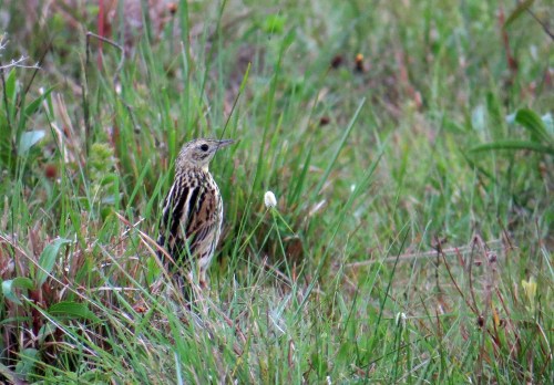 IMG_1231 Ochre-breasted Pipit