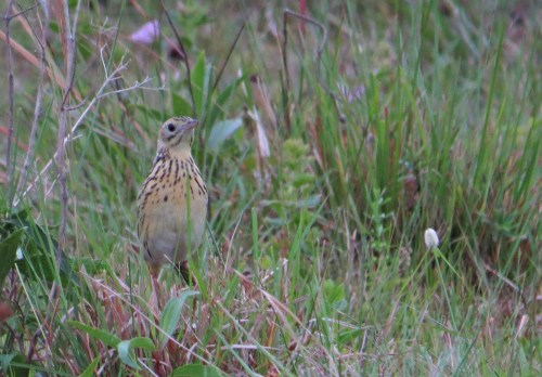 IMG_1238 Ochre-breasted Pipit