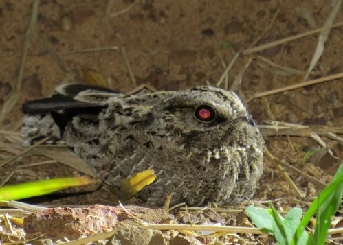 IMG_1287 SW Nightjar