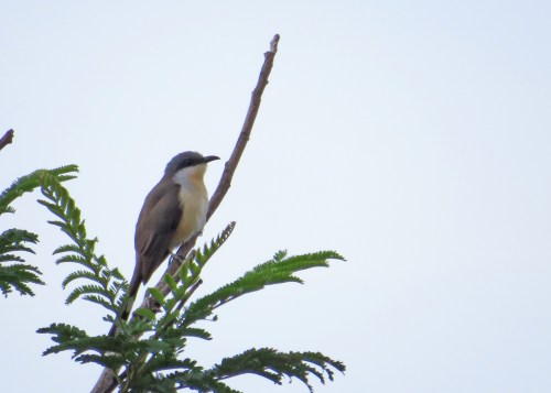 IMG_1306 Dark-billed Cuckoo