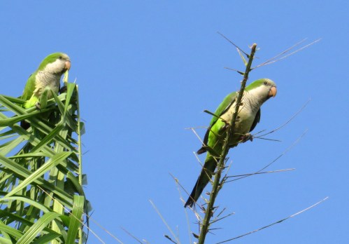 IMG_1346 Monk Parakeets