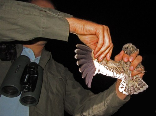 IMG_6543 SW Nightjar