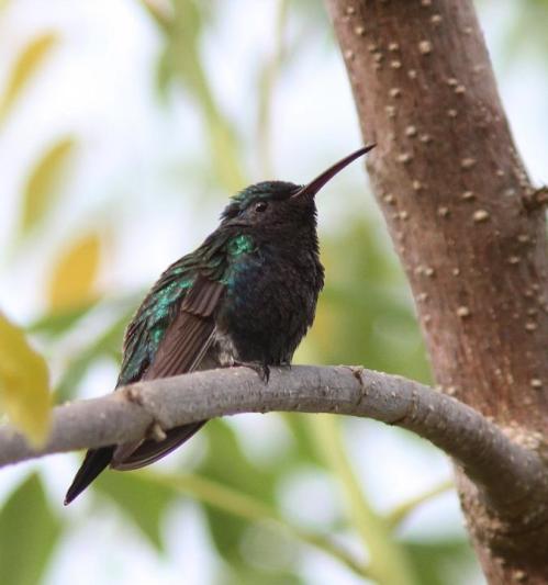 Sapphire-bellied Hummingbird Magdelena district Colombia GuyPoisson