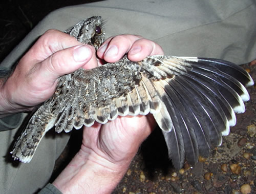 SW Nightjar J Newman