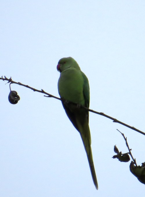 IMG_1524 Parakeet