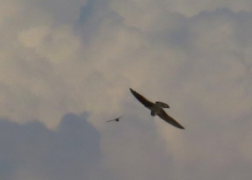 IMG_1925 Crag Martin