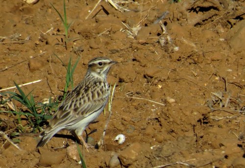 IMG_2050 Woodlark