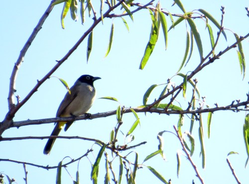 IMG_2067 White-spectacled Bulbul