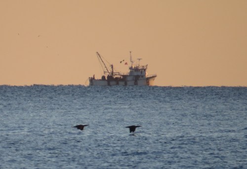 IMG_2123 Cormorants and boat