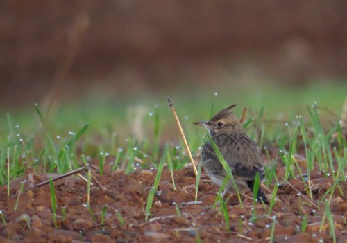 IMG_2148 Crested Lark