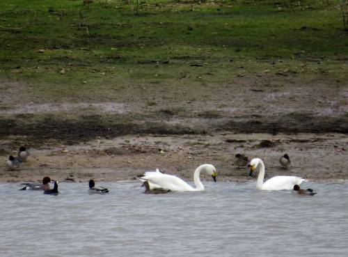 IMG_2178 Bewicks & Wigeon