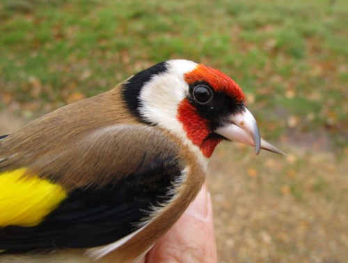 IMG_6706 Goldfinch abnormal bill
