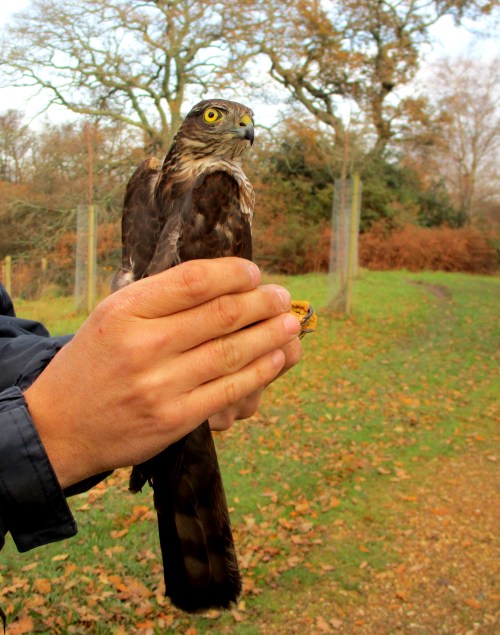 IMG_6709 Sparrowhawk
