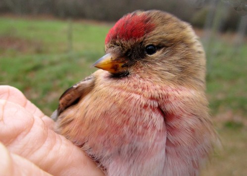 IMG_6726 Redpoll