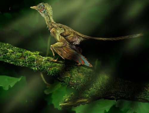 01-archeopteryx-2-Archeopteryx (1)