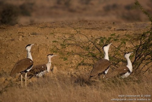 Great Indian Bustard Arpit Deomurari Gujarat IBC