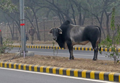 IMG_2271 Bull in Delhi